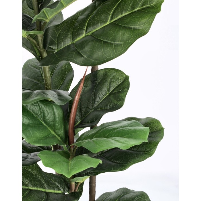 PIANTA FICUS LYRATA C-VASO 39FOGLIE H145